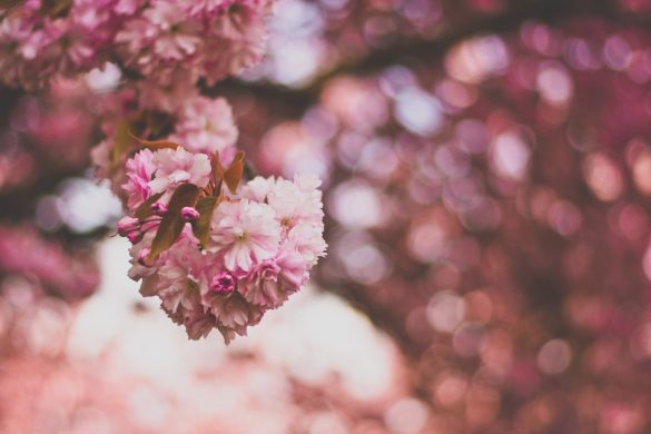 Pink Flowers